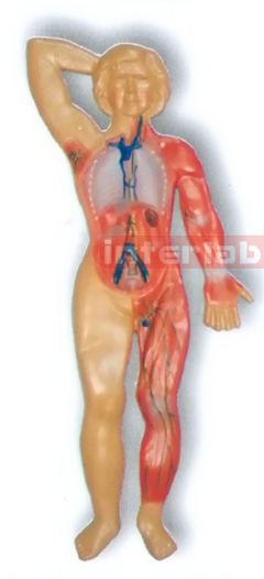 MAGNET-HANGING HUMAN LYMPHATIC SYSTEM MODEL